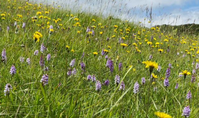 The sights, scents and sounds of summer
